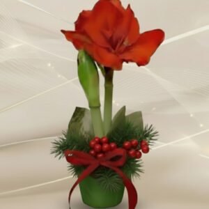 Koristeltu ruukkuamaryllis