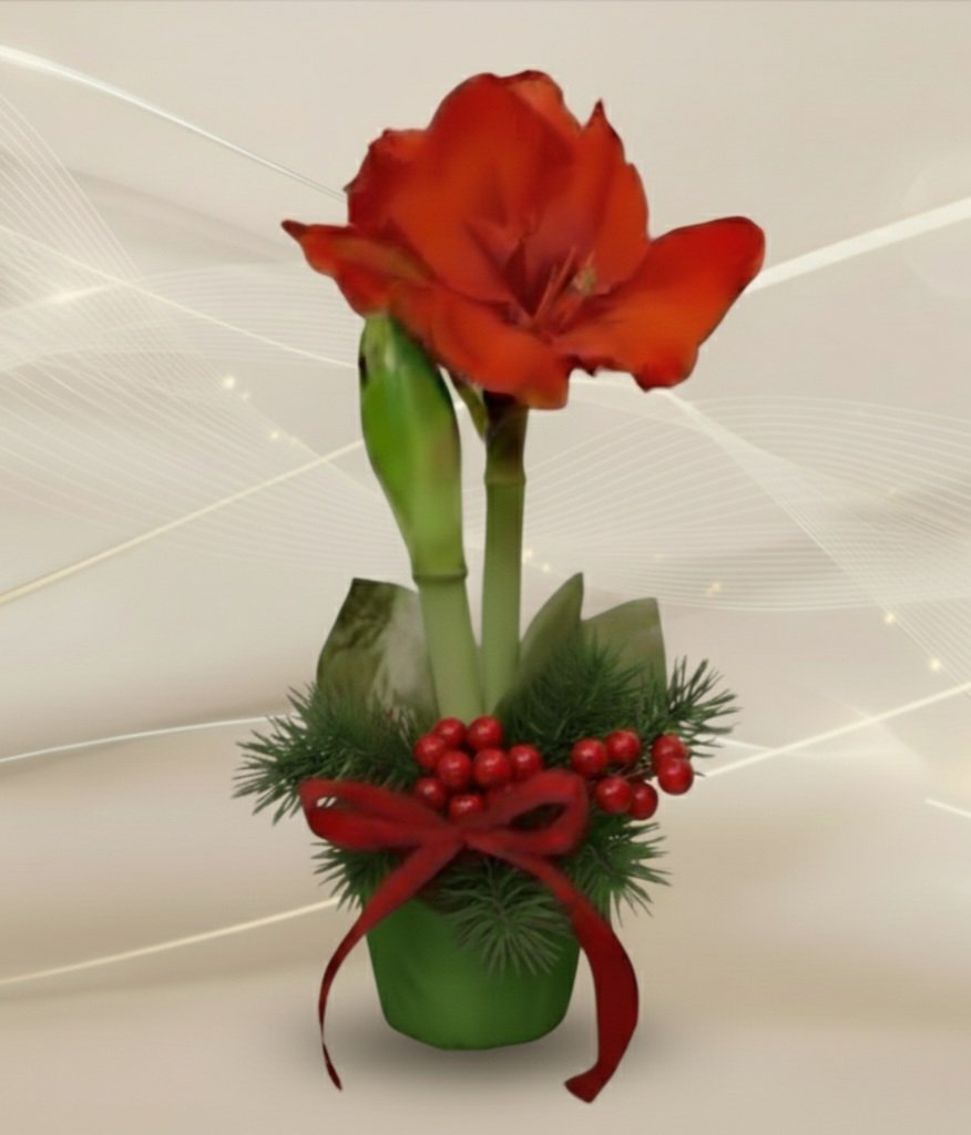 Koristeltu ruukkuamaryllis