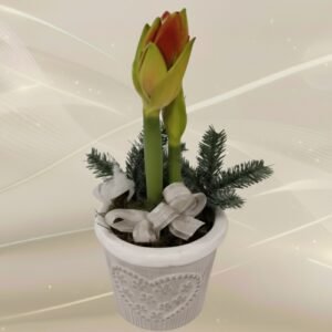 Asetelma joulu amaryllis ruukussa tai korissa