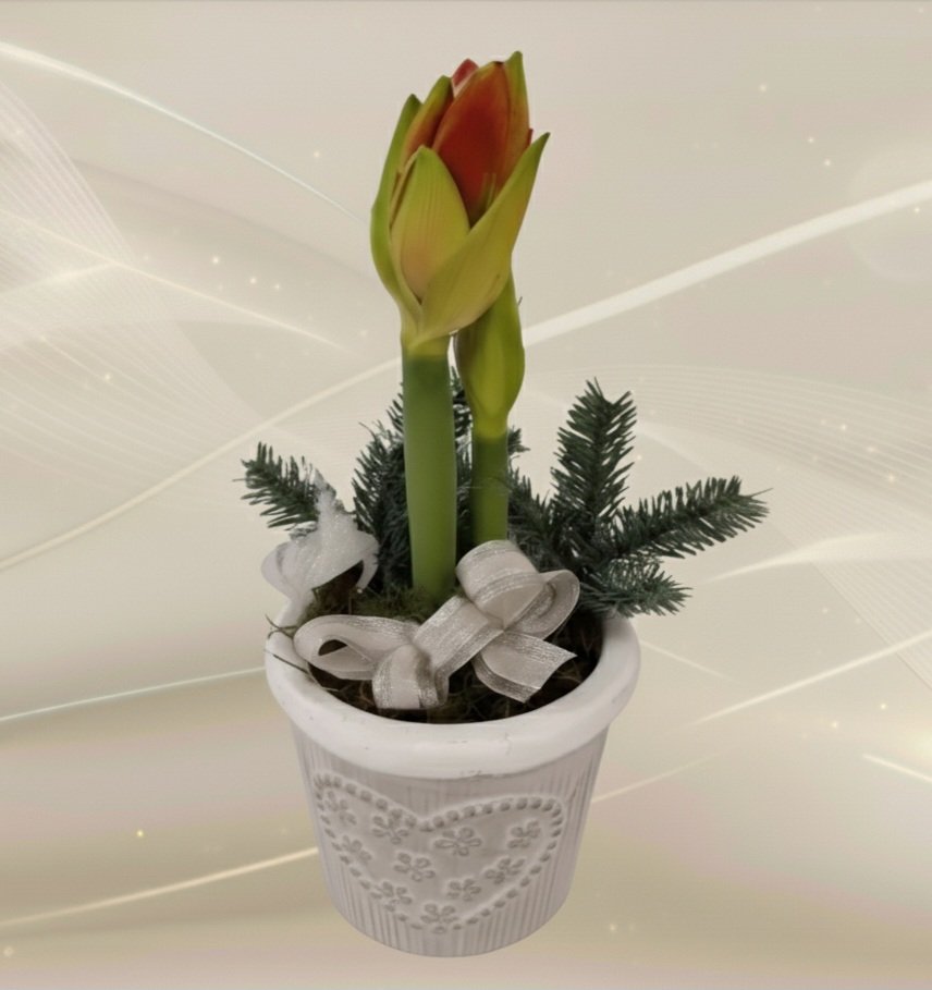 Asetelma joulu amaryllis ruukussa tai korissa