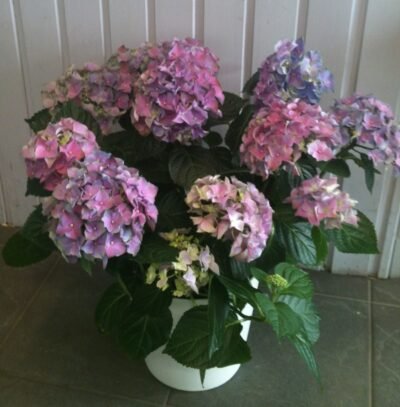 Hortensia suojaruukussa lila/sininen