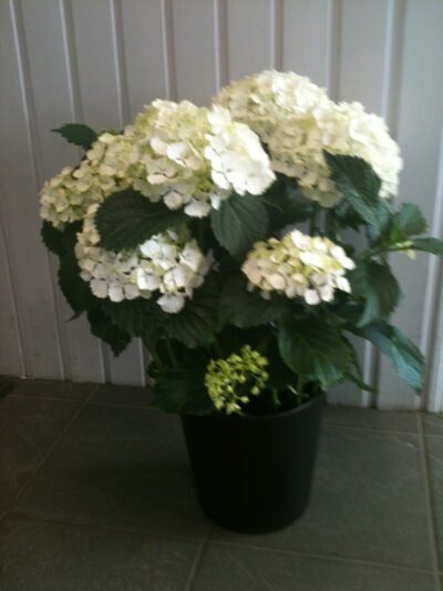 Hortensia suojaruukussa valkoinen