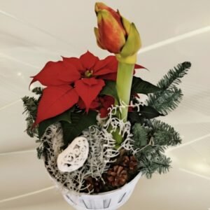 Asetelma amaryllis, joulutähti & lisukekasvi