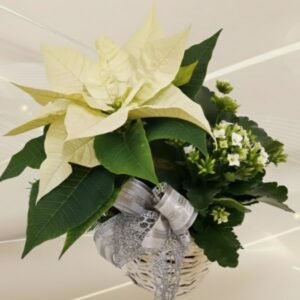 Asetelma joulutähti ja tulilatva