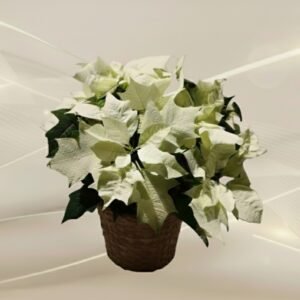 Upea valkoinen monilatvainen joulutähti korissa