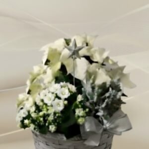 Valkoinen joulu istutus