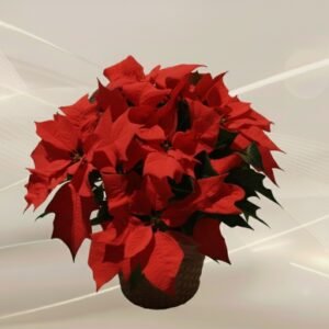 Upea punainen monilatvainen joulutähti korissa